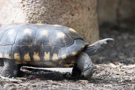 Tortoise in Natural Habitat