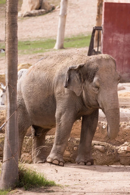 Elephant in Natural Habitat