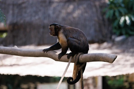 Monkey on a Branch