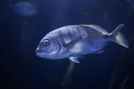 Underwater Fish