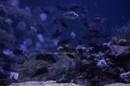 Underwater Marine Life
