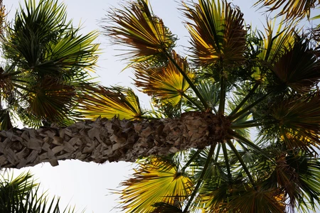 Palm Tree Canopy