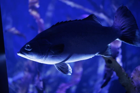 Underwater Fish