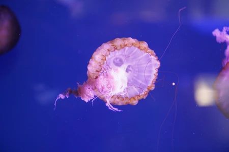Graceful Jellyfish