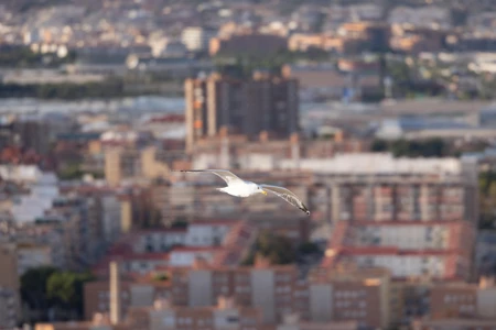 Seagull Over Urban Landscape