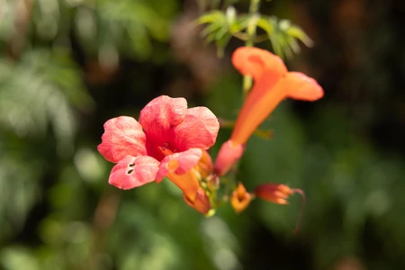 Vibrant Red Flowers