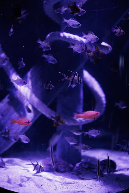 Underwater Aquarium Scene