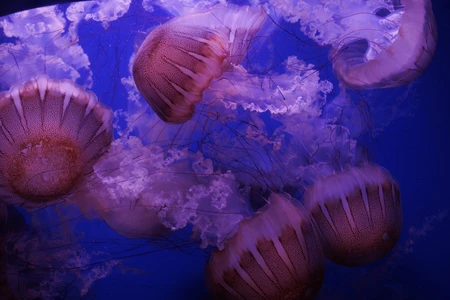 Jellyfish in Deep Blue