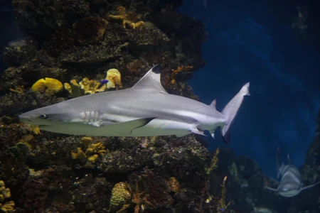 Shark in Underwater Reef