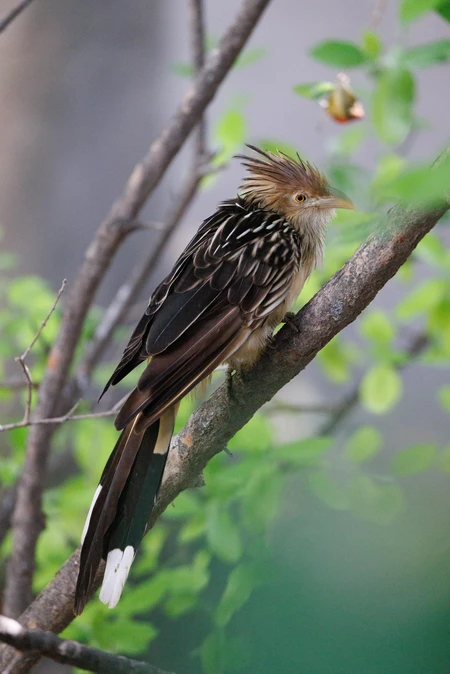 Colorful Bird Perched in Tree