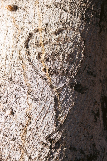Carved Heart on Tree Bark
