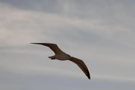 Seagull in Flight
