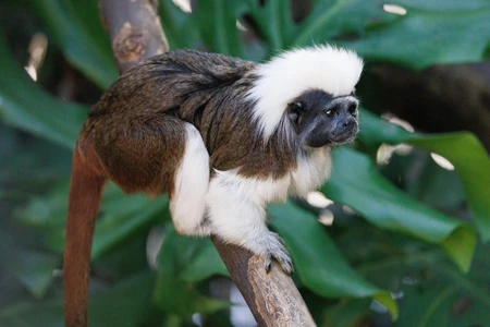 Tamarin on a Branch