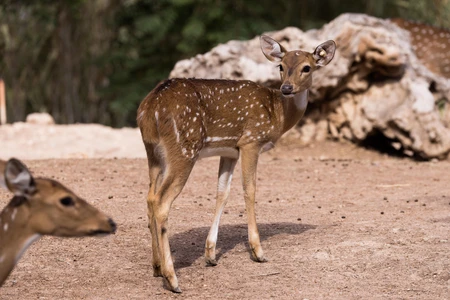 Spotted Deer in Natural Habitat