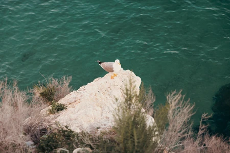 Seagull on a Cliff