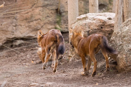 Wild Canids in Natural Habitat