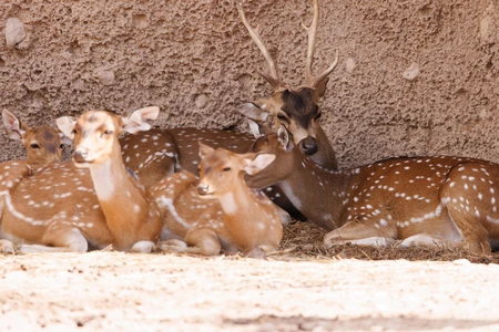 Resting Deer Herd