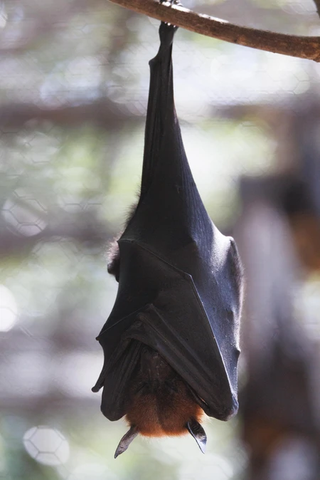 Bat Hanging Upside Down