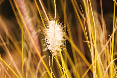 Golden Grass Close-up