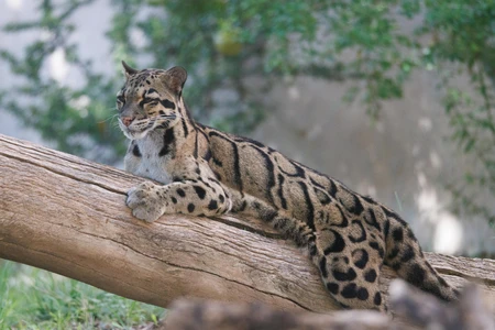 Resting Wildcat