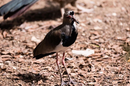 Bird in Natural Habitat