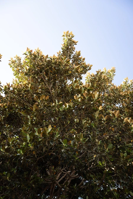 Lush Tree Canopy