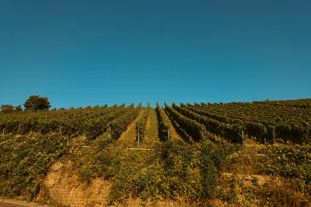 Expansive Vineyard Landscape