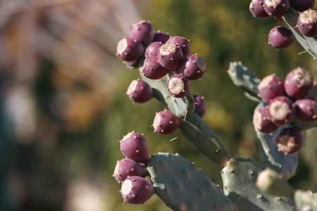 Cactus with Purple Fruits