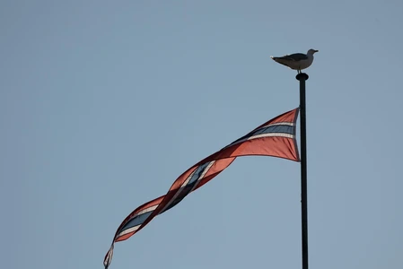 Seagull on Flagpole