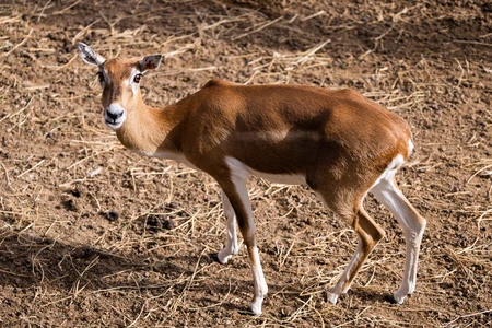 Grazing Deer in Natural Habitat