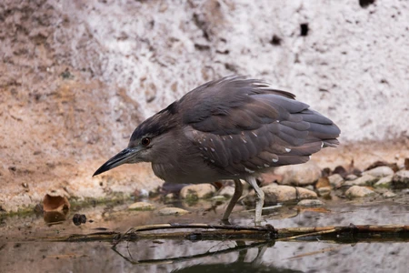Solitary Heron by the Water