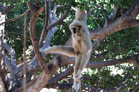 Gibbon in Tree
