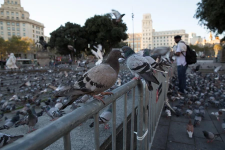 Pigeons in the City Square