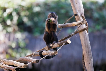 Monkey on a Branch