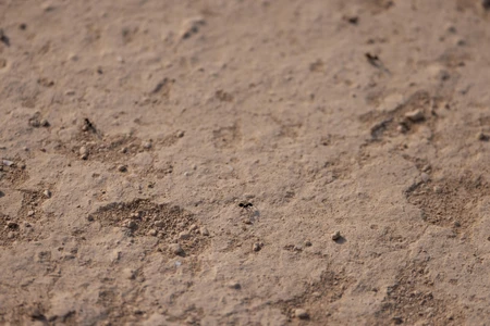 Close-up of Textured Ground