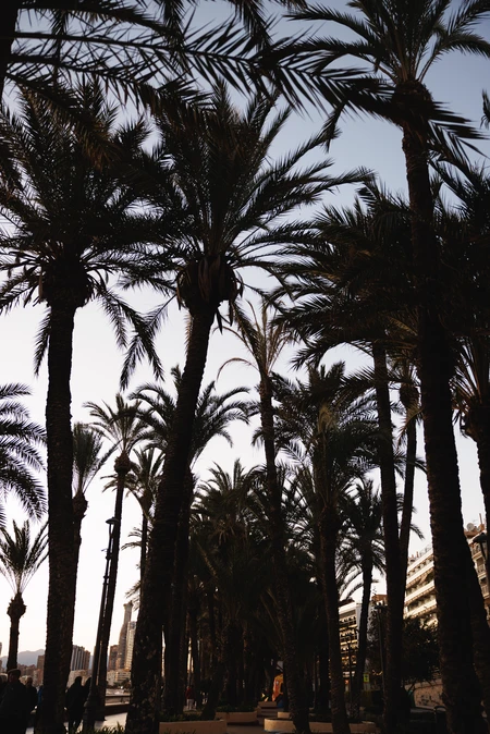 Sunset Among Palm Trees