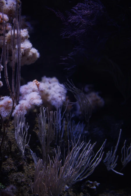 Mystical Underwater Scene