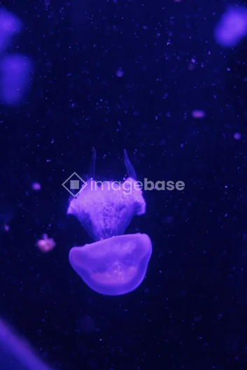 Bioluminescent Jellyfish