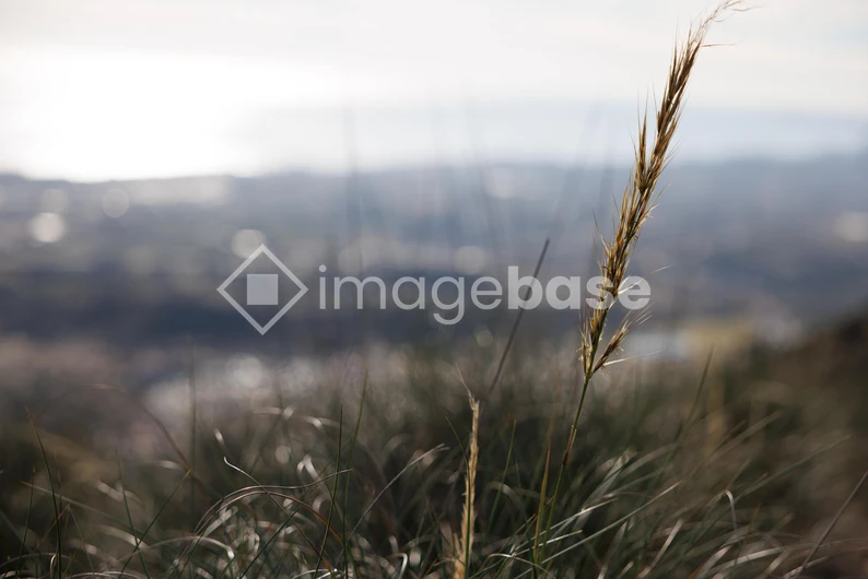 Serene Grassy Landscape