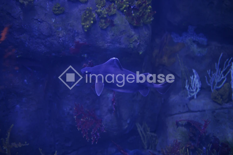 Underwater Marine Life