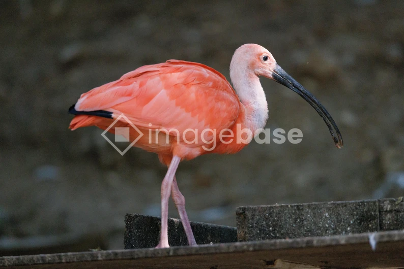 Scarlet Ibis in Natural Habitat
