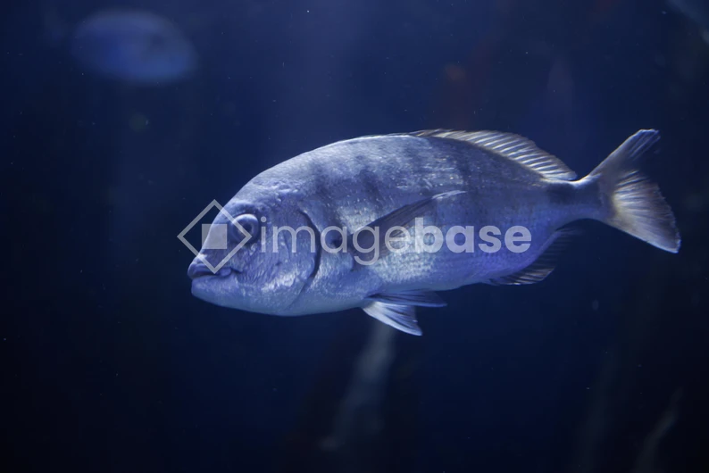 Underwater Fish