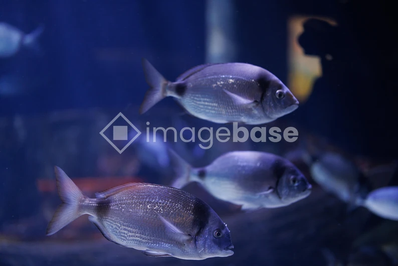 Underwater Fish Scene