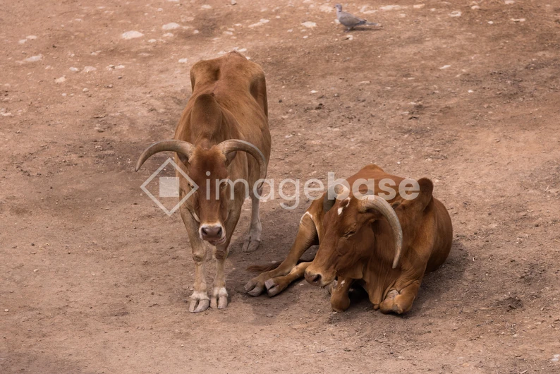 Resting Cattle in Dusty Terrain
