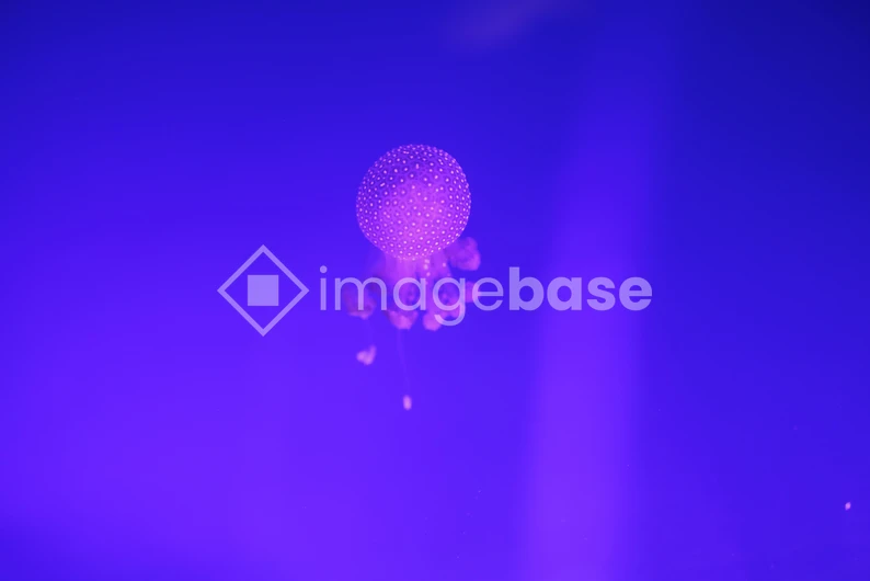 Jellyfish in Blue