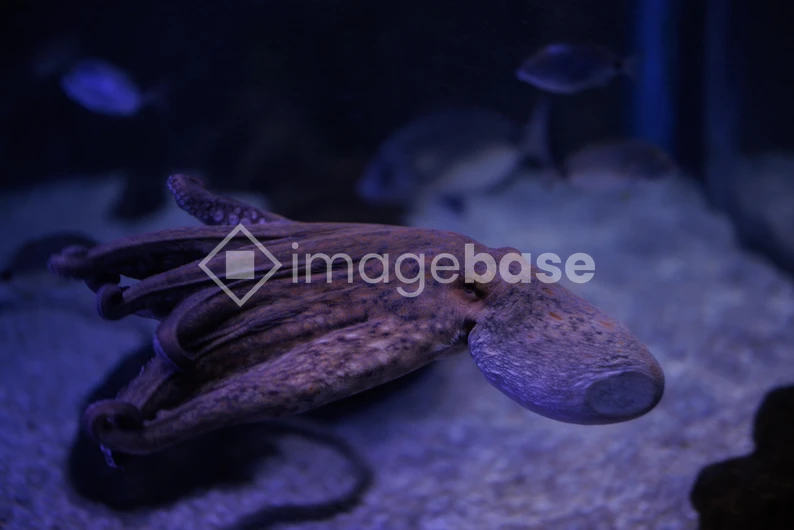 Underwater Octopus