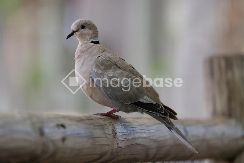 Perched Dove
