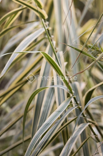 Close-Up of Grass Blades