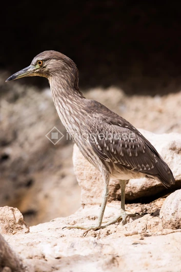 Bird on Rocky Terrain