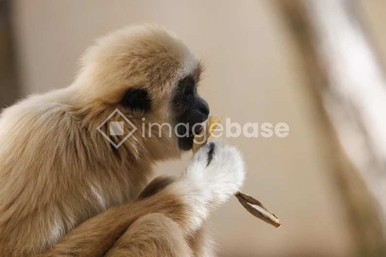 Gibbon Eating